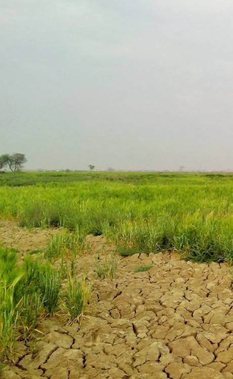 Agricultural/Farm Land for Sale in Rajoda, Bavla - agriculture-land for buy-resale in Bavla, Ahmedabad - main view