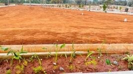 Saha Meadows - detail view in Mysuru